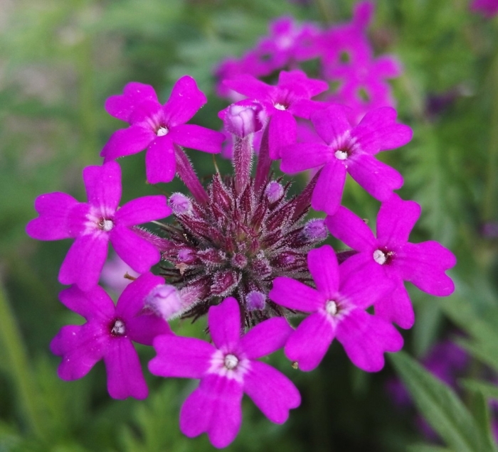 Вербена тонкорассеченная имаджинатион