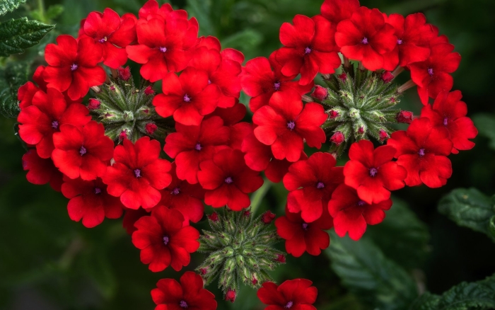 Вербена вегетативная алая