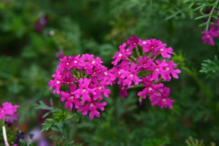 Цветок вербена