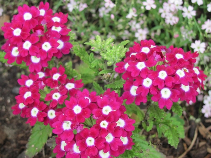 Вербена обсешн бургунди