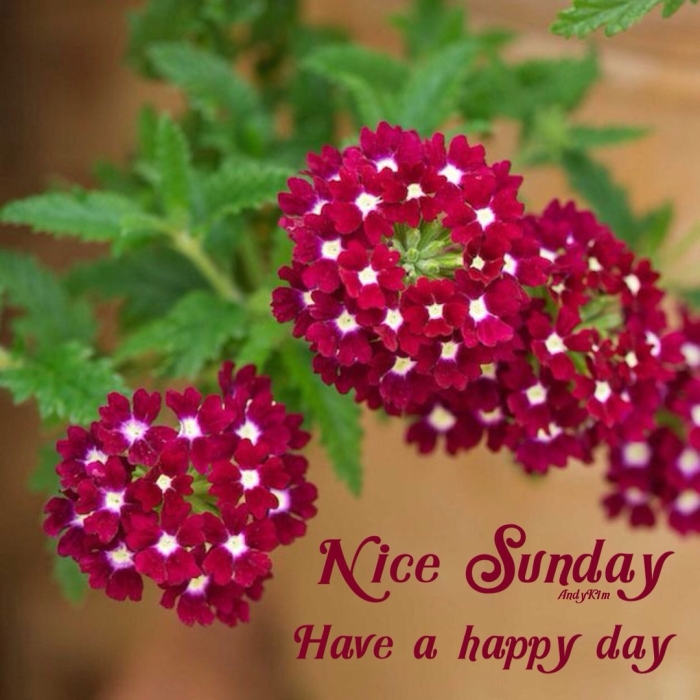 Вербена обсешн бордо