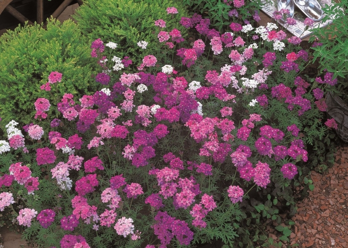 Вербена тонкорассеченная ампельная