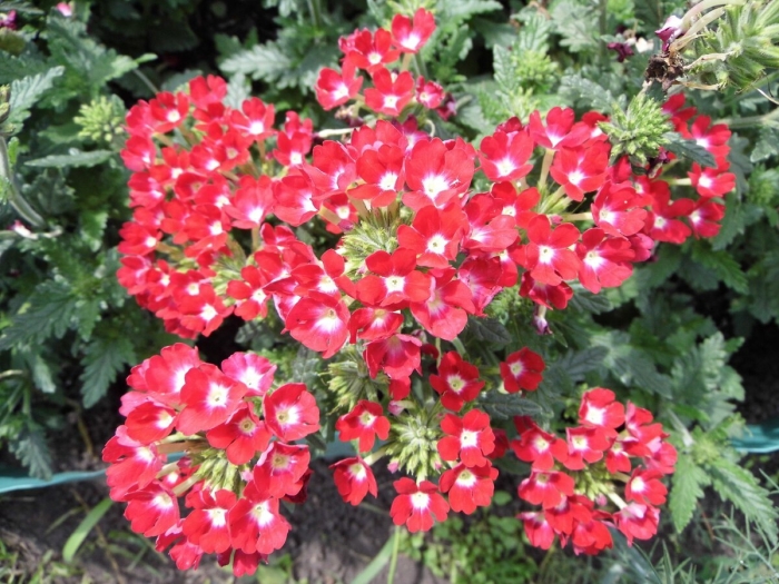 Изначальный росток вербена гибридная гранатовая звезда