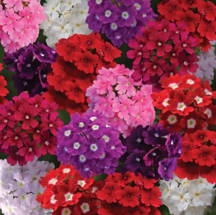 Вербена кварц хр