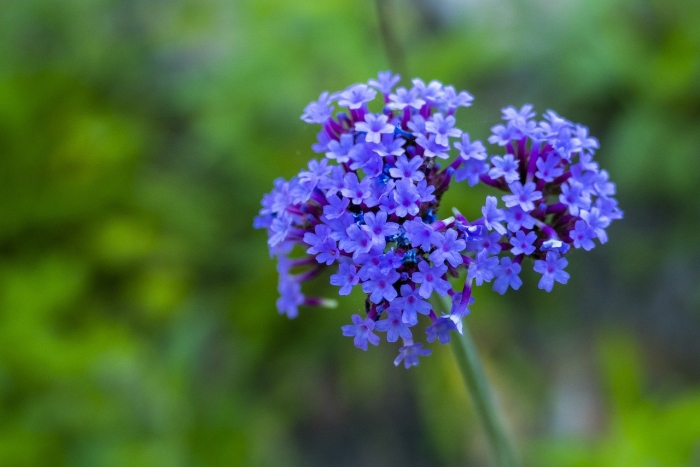 Вербена empress purple