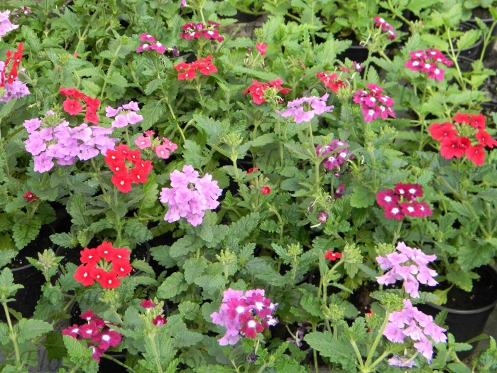 Вербена ампельная бургунди