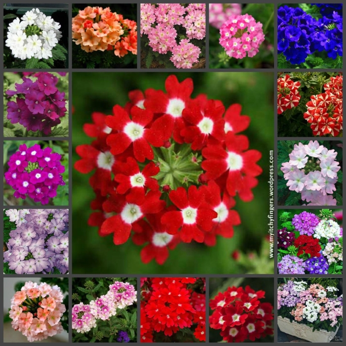 Вербена гибридная