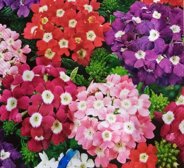 Вербена гибридная мамут микс