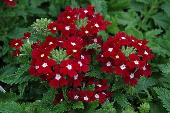 Вербена ампельная обсешн каскад