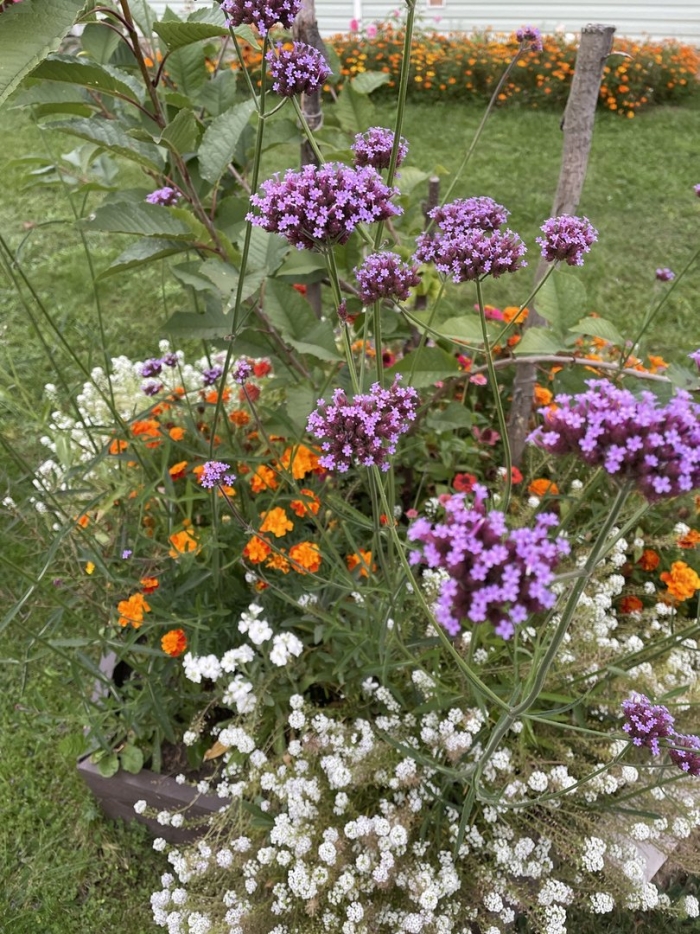 Вербена бонарская