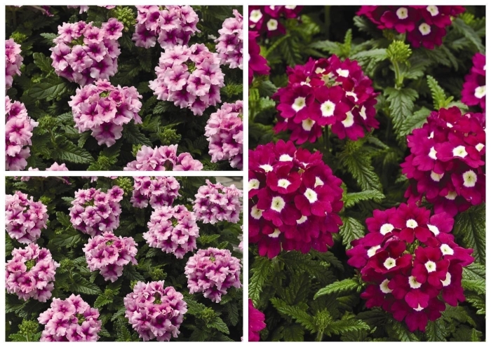 Вербена тускани орхид фрост