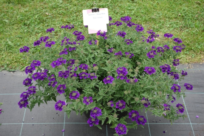 Вербена тонкорассеченная синяя ночь