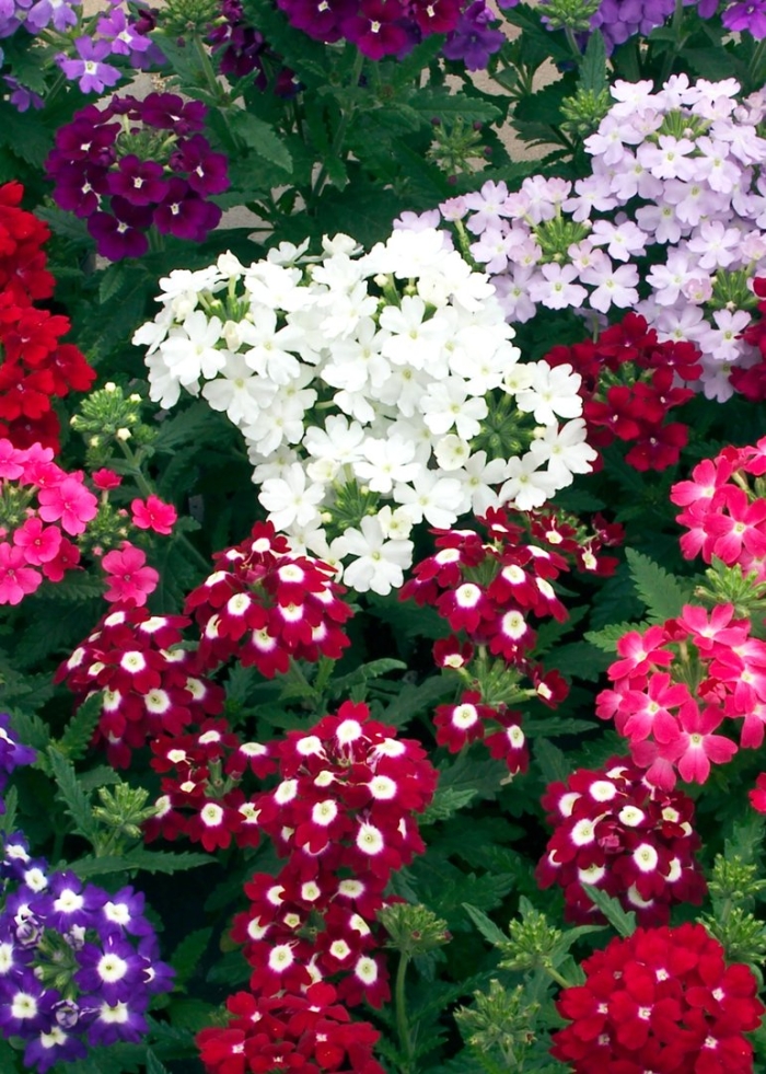 Вербена идеал