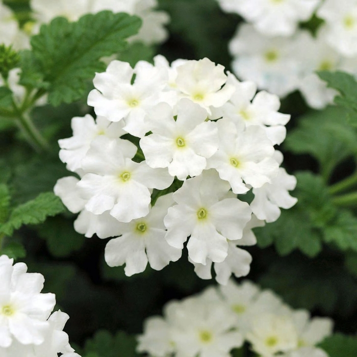 Вербена lascar white