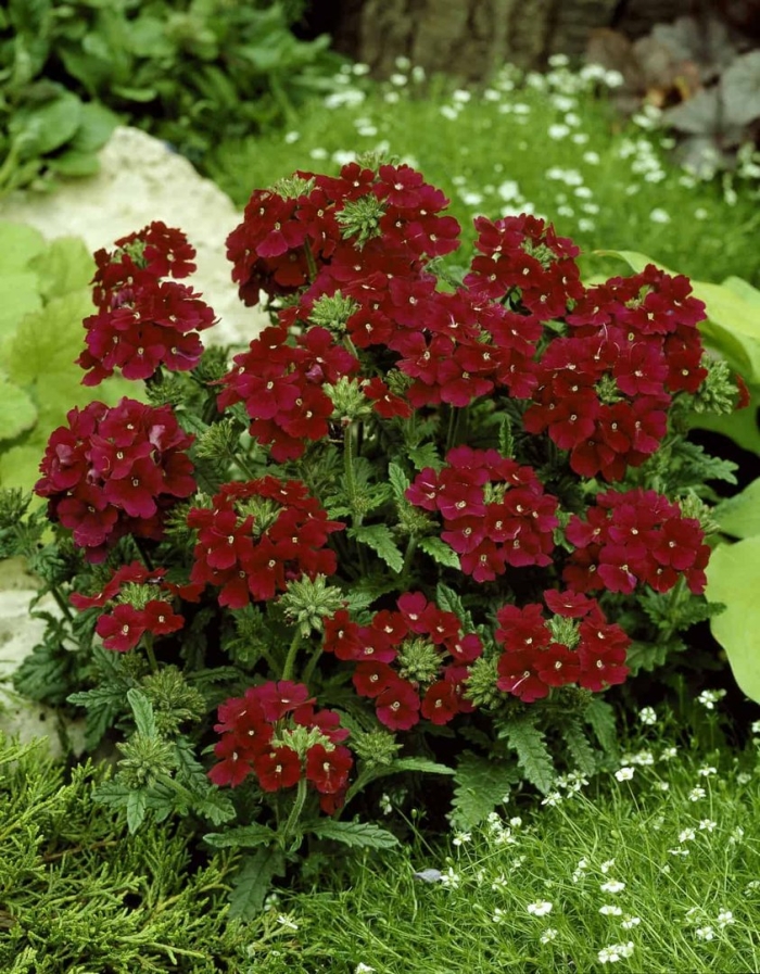 Вербена verbena magelana red
