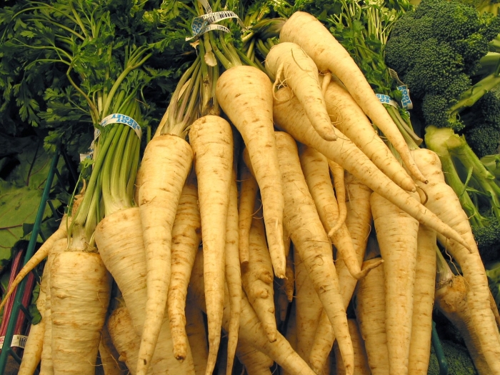 Пастернак растение петрушка