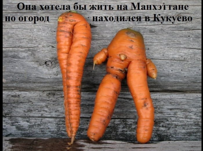 Большая морковь