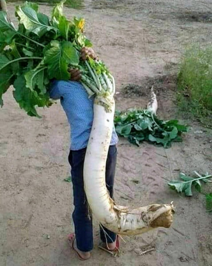 Дайкон редька