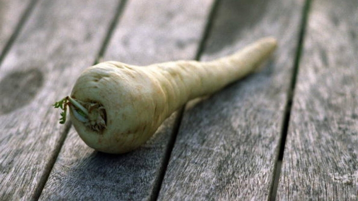 Пастернак растение корнеплод