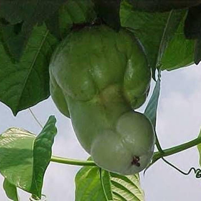 Цветок в виде члена