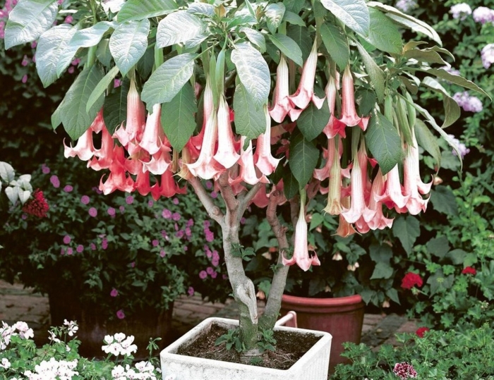 Бругмансия древовидная