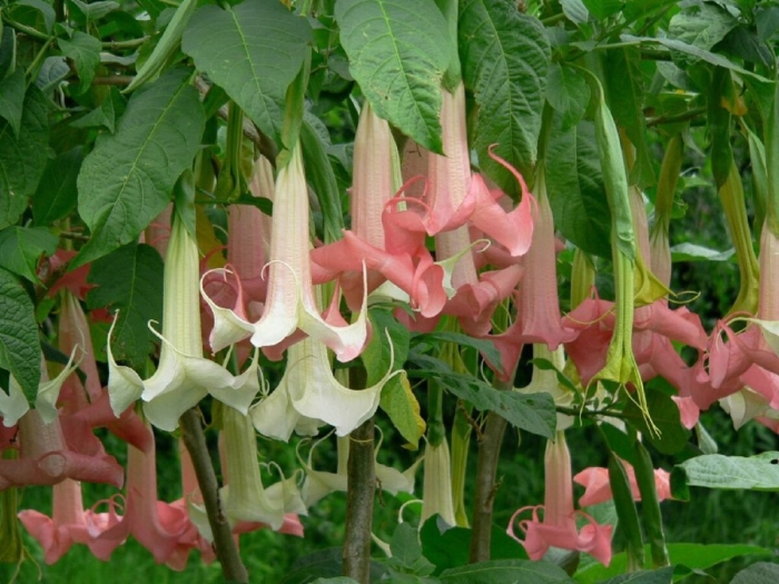 Brugmansia versicolor