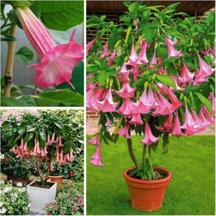 Цветок бругмансия