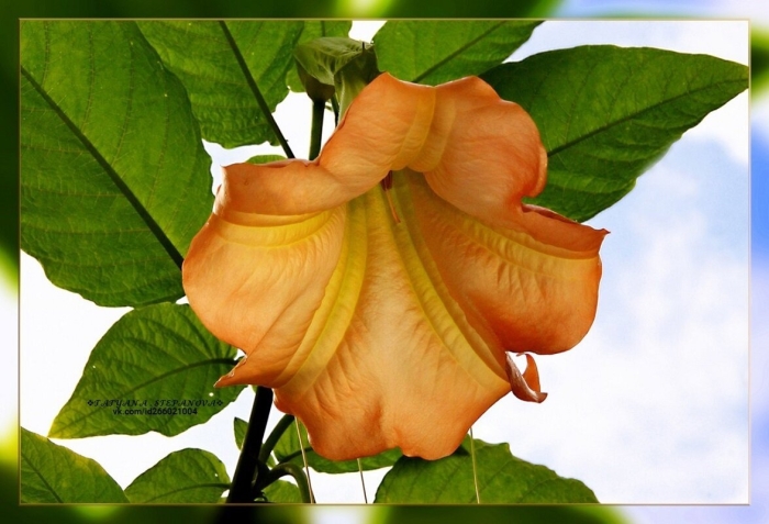 Бругмансия махровая оранжевая