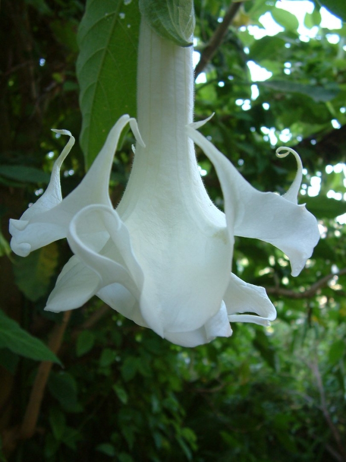 Brugmansia arborea