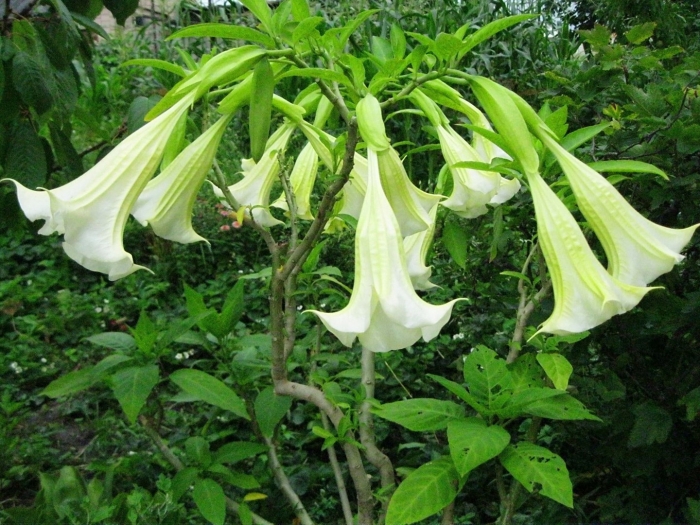 Бругмансия аромагия белая