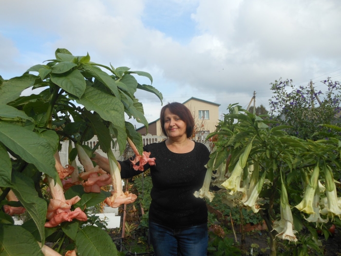 Бругмансия моне мур