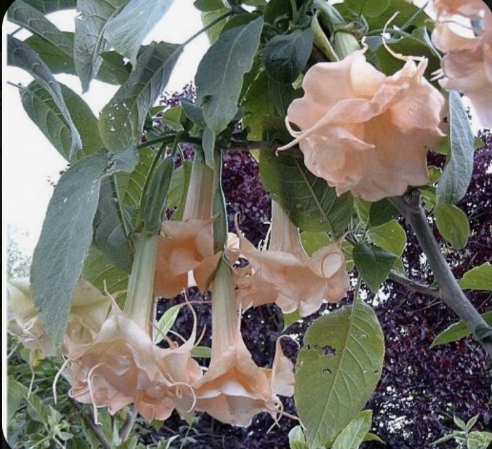 Бругмансия древовидная