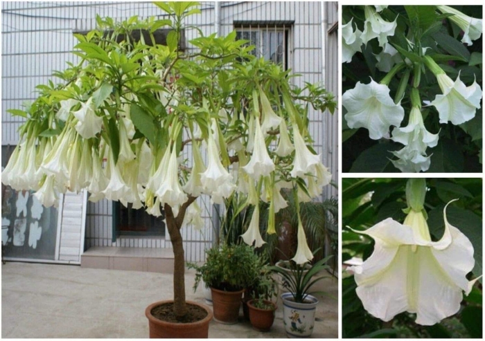 Бругмансия датура