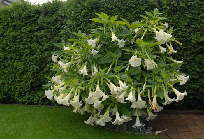 Brugmansia suaveolens