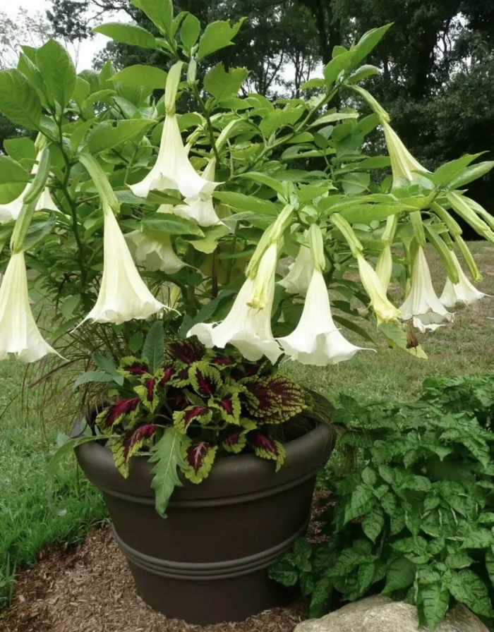 Бругмансия цветок