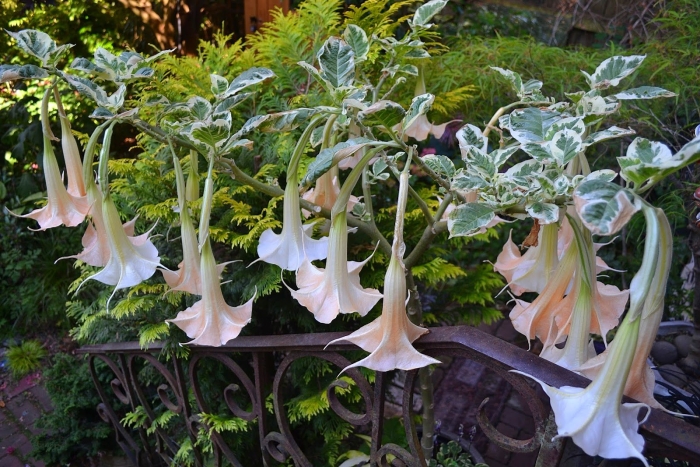 Бругмансия древовидная