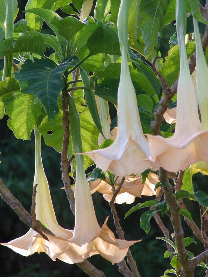 Brugmansia candida