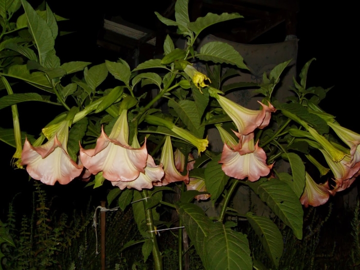 Бругмансия аромагия розовая