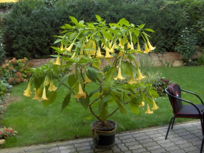 Бругмансия древовидная аромагия желтая