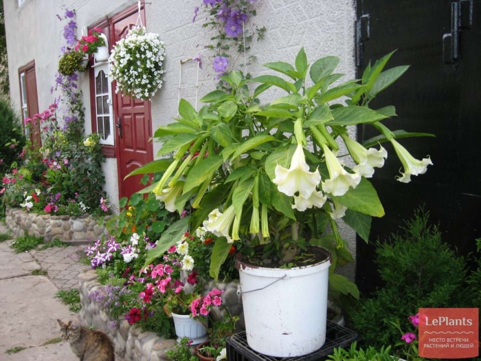 Бругмансия белая