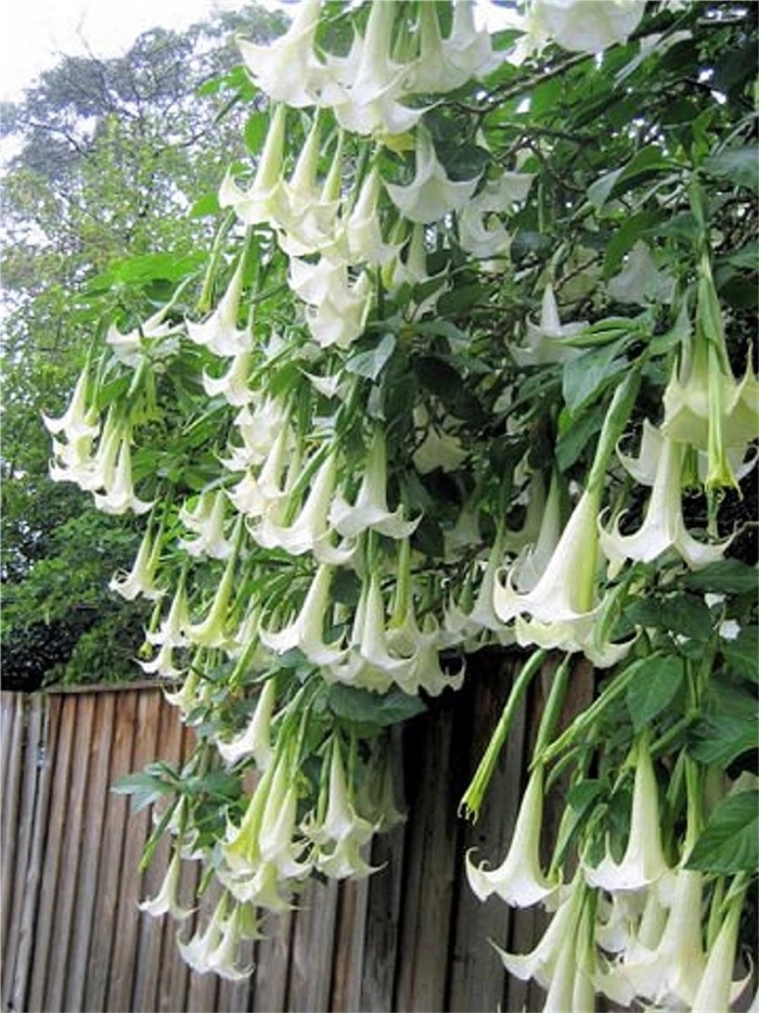 Brugmansia suaveolens