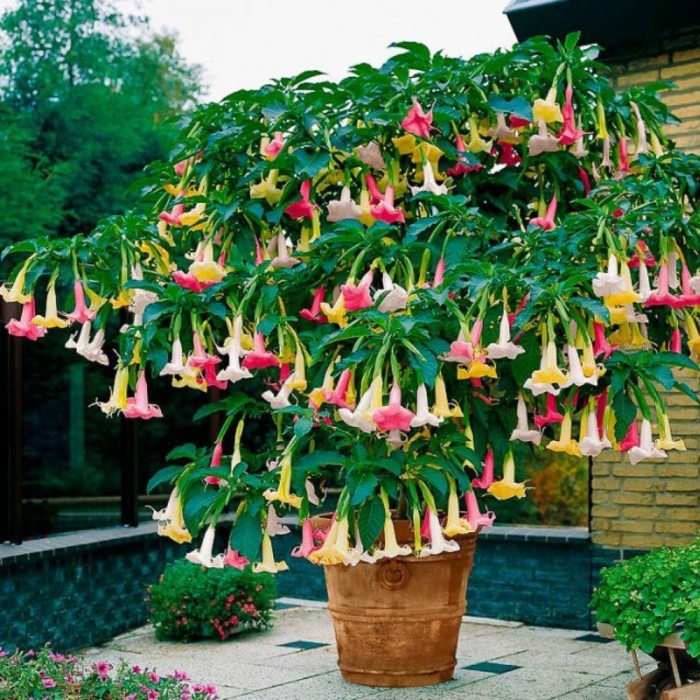 Бругмансия цветок