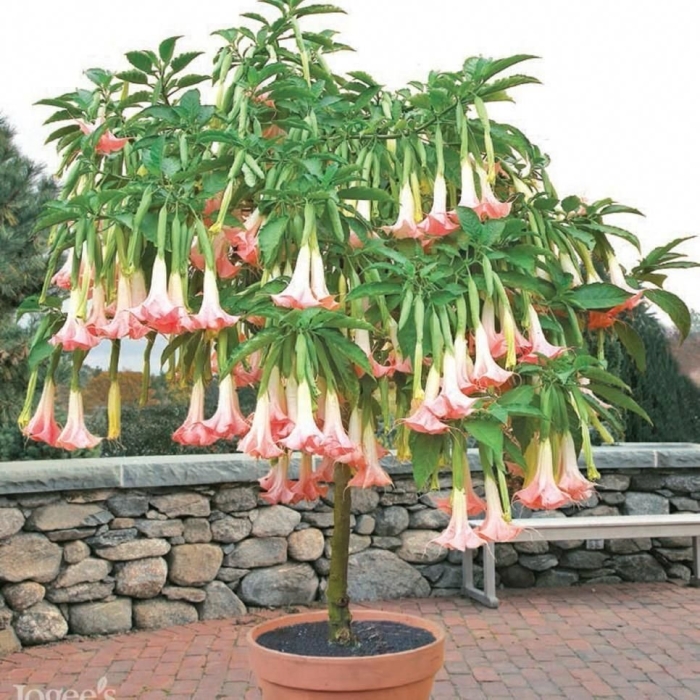 Brugmansia suaveolens
