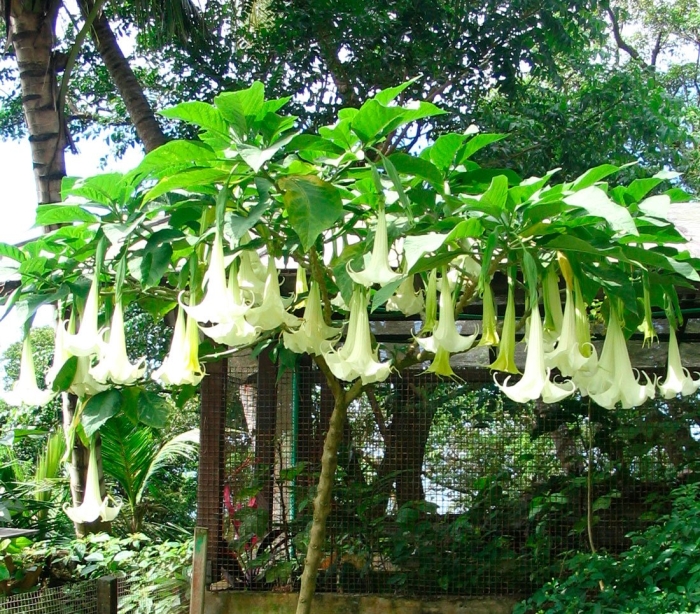 Brugmansia candida