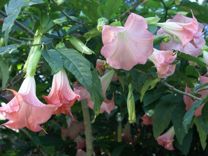 Бругмансия датура