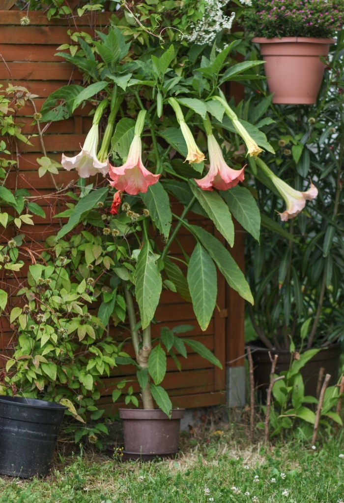 Бругмансия либлинг