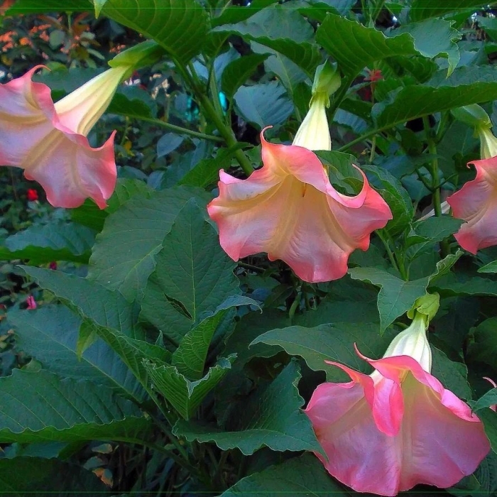 Бругмансия пинк