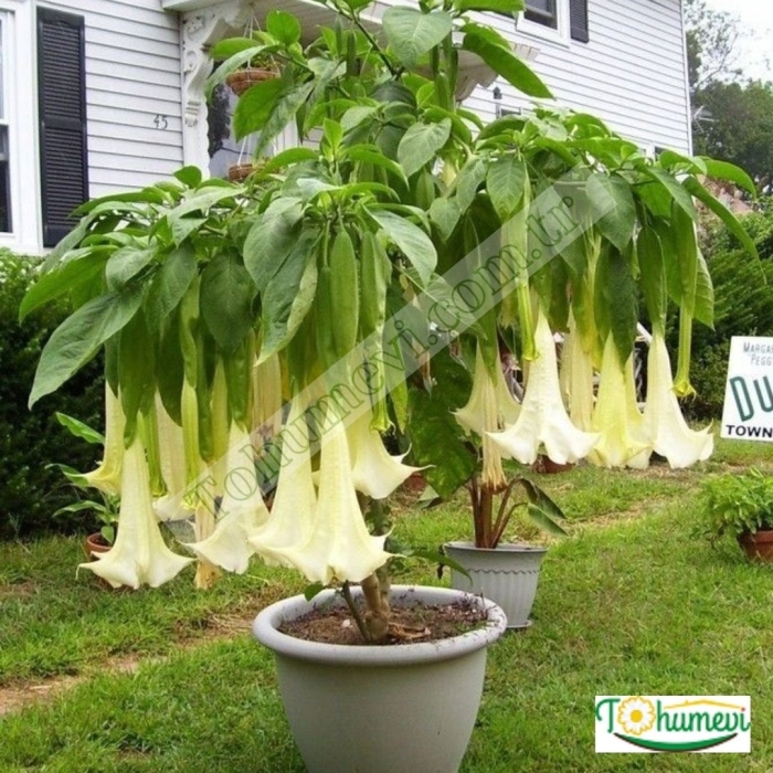 Бругмансия белоснежная