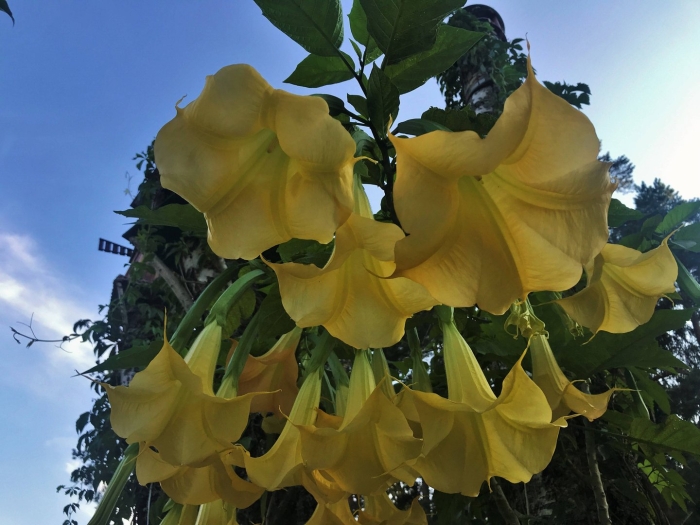 Бругмансия датура