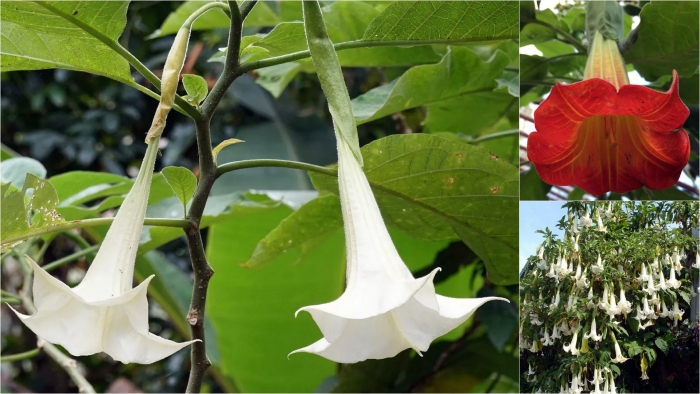 Бругмансия датура